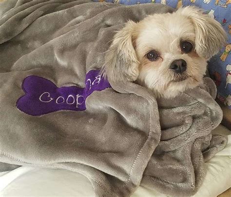 Gallery | Lend A Helping Paw® Shih Tzu Rescue