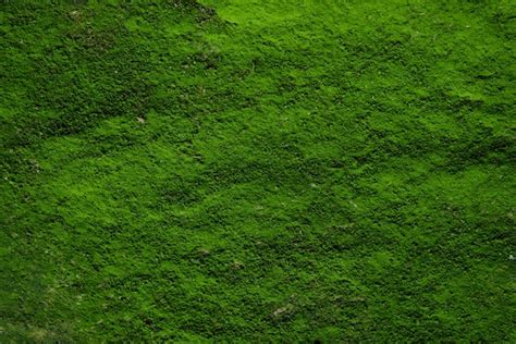 Premium Photo | Green moss texture and background