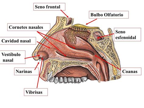 Fosa Nasal Dibujo - Masamo