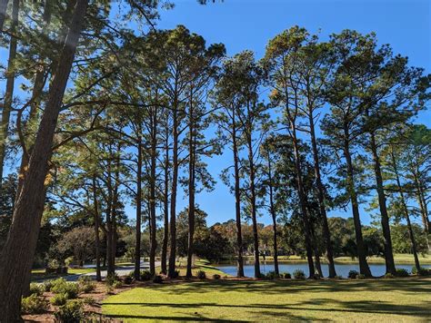 Pine Tree Varieties In South Carolina