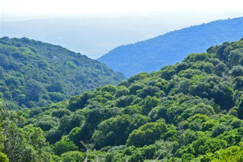 Land of Israel: Forests Being Planted in Israel (JNF)