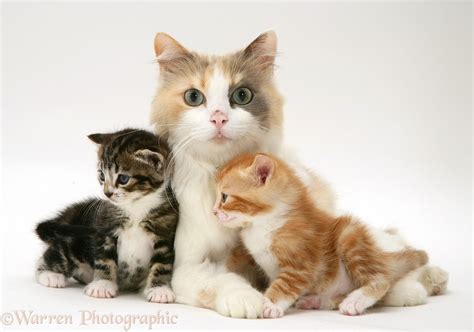 Mother cat and kittens photo WP47849