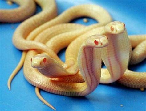 Albino cobra snakes | Albino animals, Animals wild, Albino