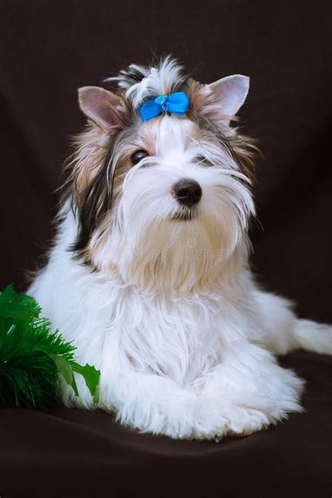 Biewer Yorkshire Terrier and Christmas Decorations Stock Photo - Image of puppy, black: 48205414