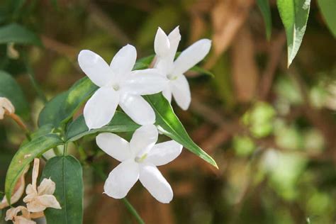 Jasminum officinale: [Cultivation, Care, Pests and Diseases] - Complete Gardering