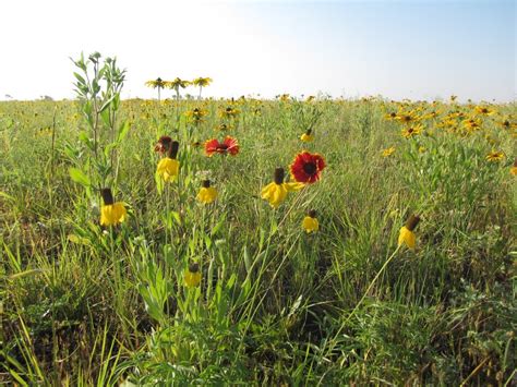 Prairie flowers | Prairie flowers at Audubon National Wildli… | Flickr