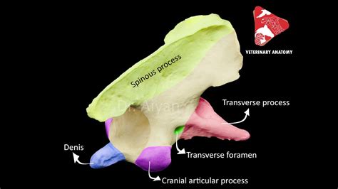 Does The Axis Have Transverse Foramen? 28 Most Correct Answers ...