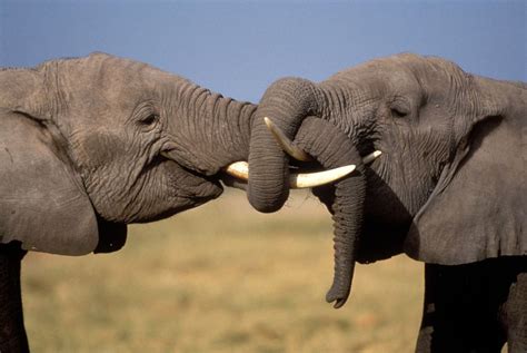 Africa's Top 10 Safari Animals and Where to See Them