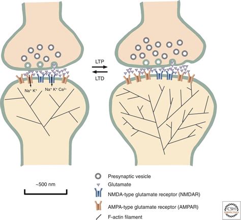 Synaptic Signaling in Learning and Memory