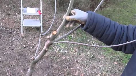 Prune Almond tree - YouTube