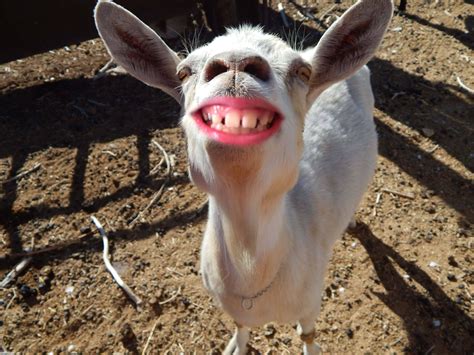 Funny Goats