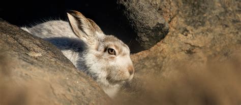 Photographing Mountain Hares - Tesni Ward Photography