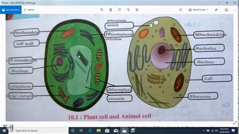Plant and animal cell diagram - balancepery