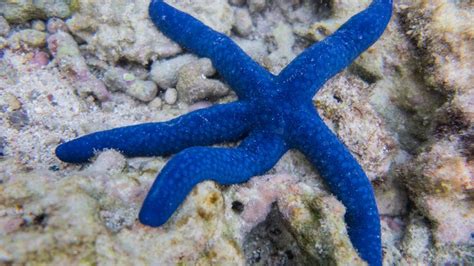 Some Starfish Have Up to 40 Arms! Plus 10 Other Starfish Facts | HowStuffWorks