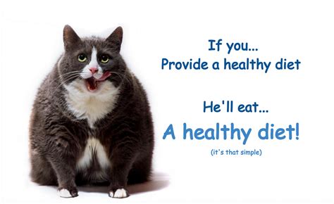 Best Diet Cat Food for Overweight Cats