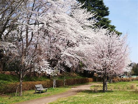 Cherry Blossom Blooing in Yamagata Garden, Tohoku in Japan Stock Image - Image of sakura ...