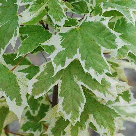 Acer platanoides 'Drummondii' | Norway Maple | Ornamental Garden Tree ...