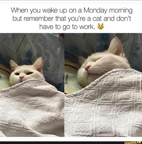 When you wake up on a Monday morning but remember that you're a cat and don't have to go to work ...