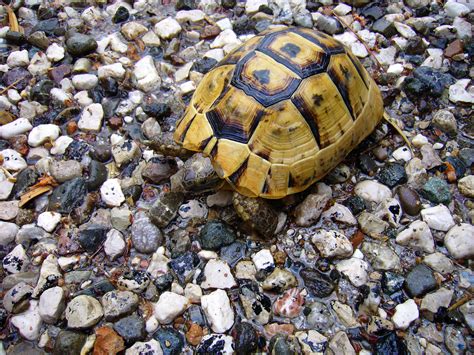 Leopard Tortoise (Stigmochelys Pardalis) - All Turtles