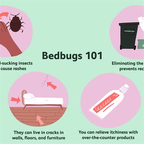 How To Cure Bed Bug Bites - Pest Phobia