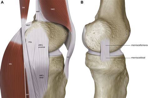 Surgical Repair of Medial Collateral Ligament and Posteromedial Corner Injuries of the Knee: A ...