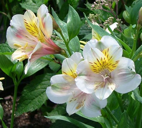 White Pink Alstroemeria - Alstroemeria Inticancha White Pink Blush Peruvian Lily From Garden ...