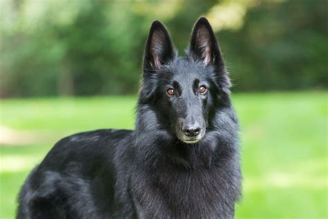 Belgian Sheepdog: Dog Breed Characteristics & Care