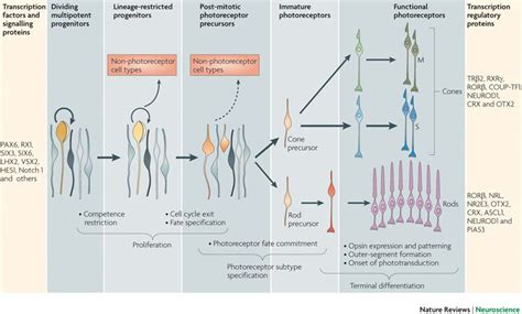 Transcriptional regulation of photoreceptor development and homeostasis in the mammalian retina ...