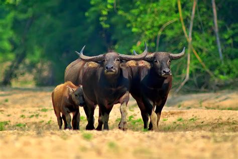 สัตว์ป่าสงวนในประเทศไทย 2 - WildlifeConservation