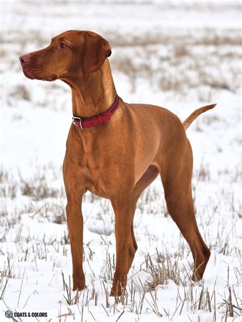 Vizsla Coat Colors | Coats and Colors