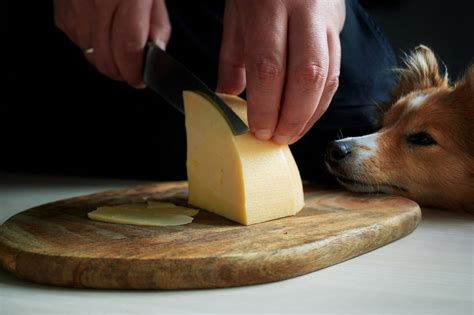 Can Dogs Eat Cheese?