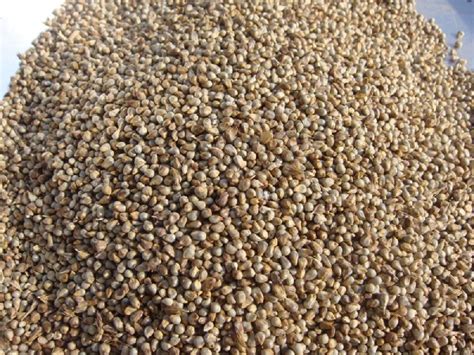 Common Pearl Millet Seeds, Packaging Type : Bag at Best Price in Chennai | Parrock Import & Export