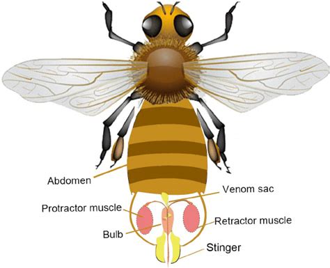 Anatomy of the honeybee’s stinger apparatus. The stinger resides in the ...