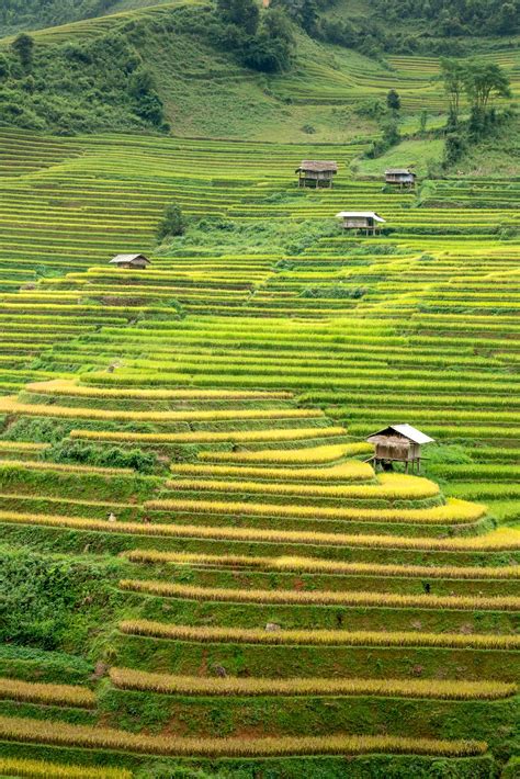 Landscape of rice plantations on hills · Free Stock Photo