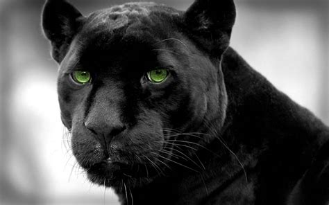 Animal Black Panthers