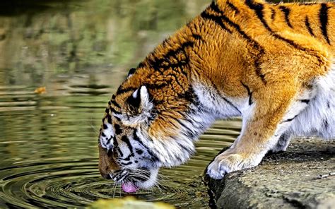 Free photo: Tiger Drinking Water - Animal, Bengal, Drinking - Free ...