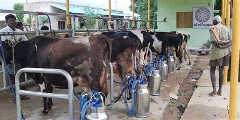 IMPORTANT TIPS FOR COMMON MANAGEMENT PRACTICES IN DAIRY FARM | Pashudhan praharee