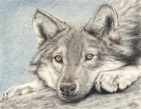 Pencil Drawing Of Wolf at GetDrawings | Free download