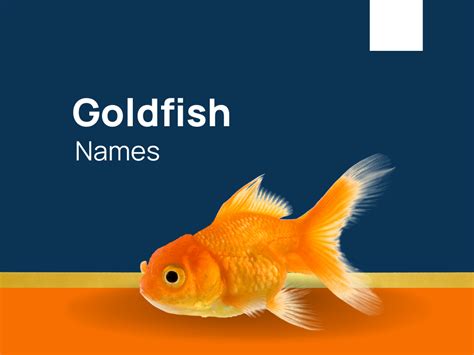 1130+ Goldfish Names That Shine Bright! (+Generator)