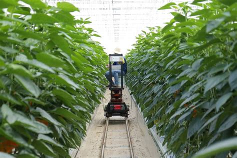 IoT in Agriculture: 9 Technology Use Cases for Smart Farming (and Challenges to Consider)