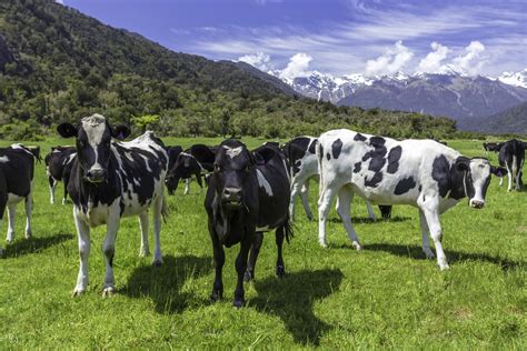 Preservar el comportamiento natural de las vacas lecheras - All About Feed ES - Puerta a la ...