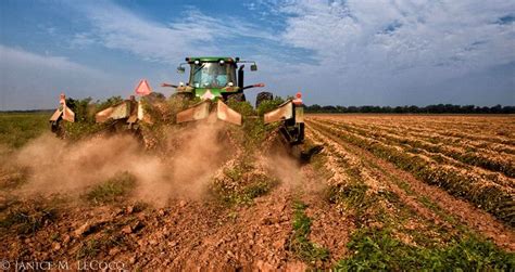 Peanut Harvest - Photograph at BetterPhoto.com | Harvest, My favorite ...