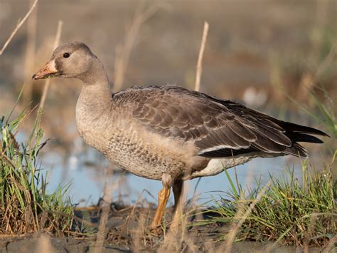 Greater White-fronted Goose - eBird