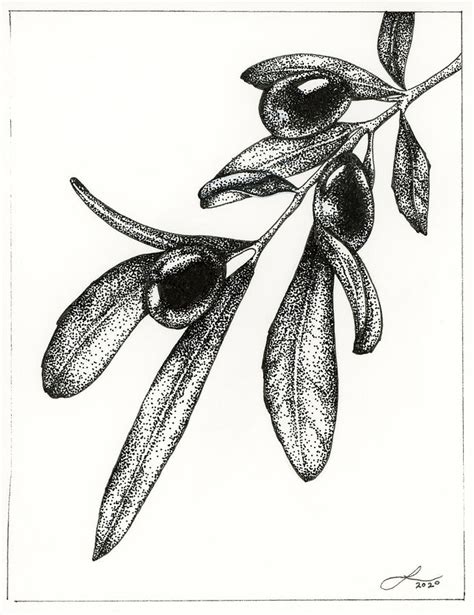 Olive Branch Drawing by Lindsey Centracchio - Fine Art America