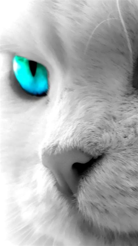 Blue Cat Eyes Wallpaper 956 iPhone 5/5S (& iPod) - Wallpaper - HD Wallpaper