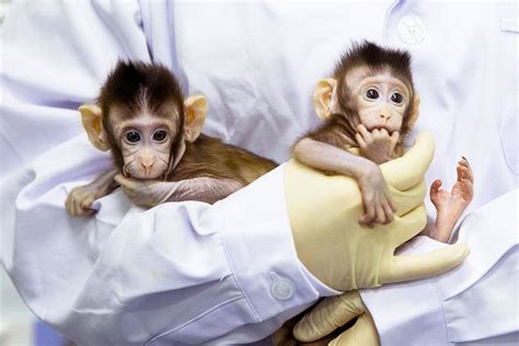 Chinese Scientists Have Successfully Cloned Monkeys Using SCNT ...