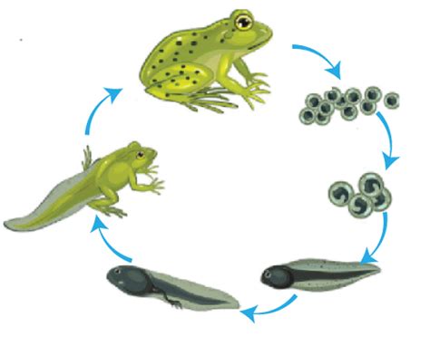 Difference Between Internal and External Fertilization - javatpoint