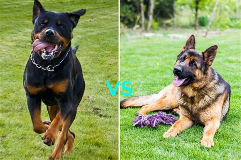 Rottweiler vs German Shepherd