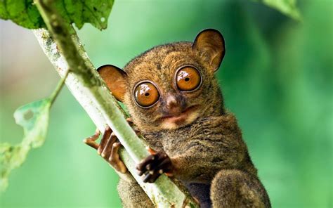 Tarsier Wallpaper HD Download