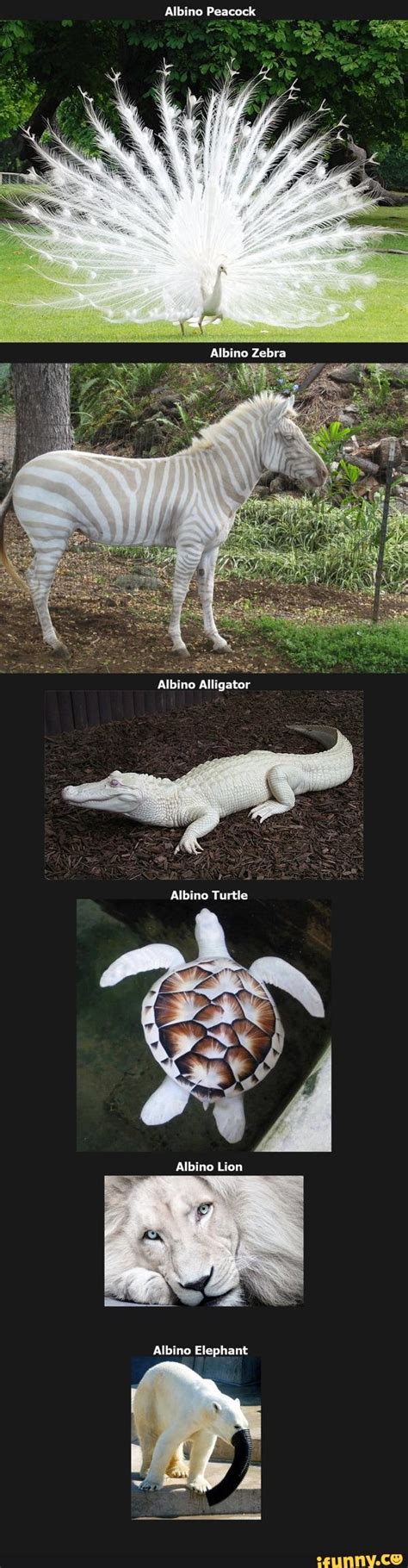 Albino Peacock - iFunny :) | Albino animals, Funny animals, Funny ...